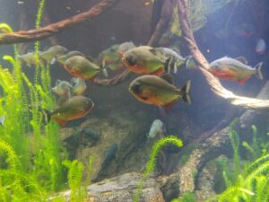 L’Acquario di Genova: un viaggio educativo nell’affascinante mondo marino e ambientale